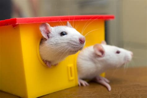 Are rats intelligent?