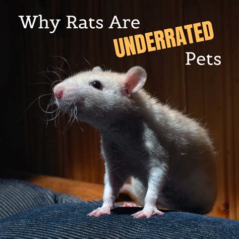 Are rats the smartest pet?