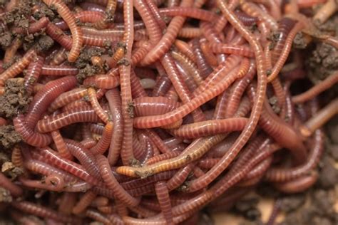 Are red wigglers bad for the environment?