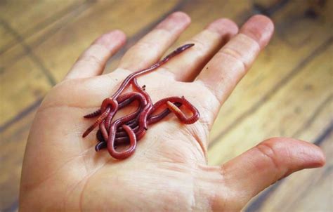 Are red worms harmful?