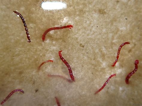 Are red worms in water harmful to humans?