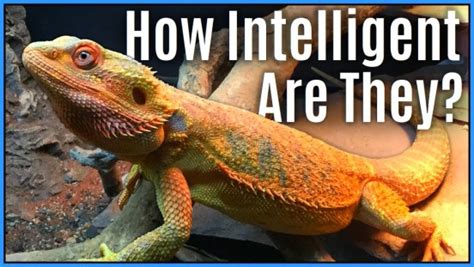 Are reptiles intelligent?