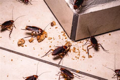 Are roaches attracted to you?