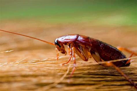 Are roaches disgusted by humans?