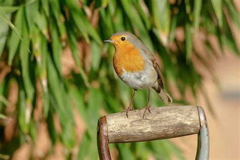 Are robin birds friendly?