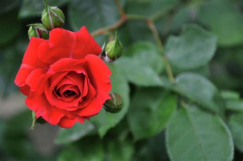 Are roses safe to eat?