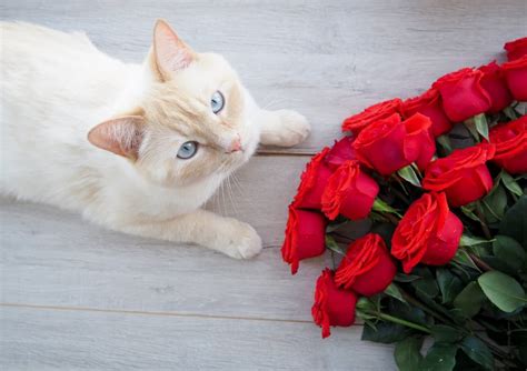 Are roses toxic to cats?