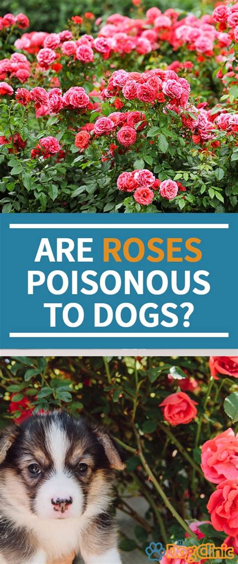 Are roses toxic to dogs?