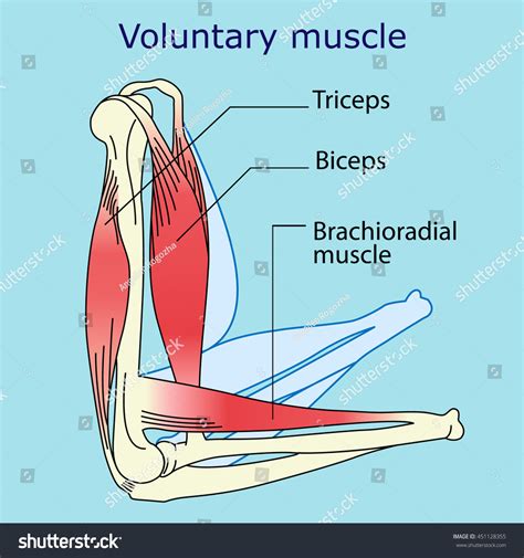 Are rough muscles voluntary?