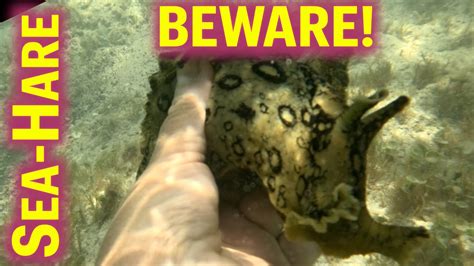 Are sea slugs toxic to touch?