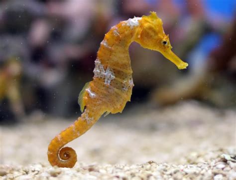 Are seahorses a fish?