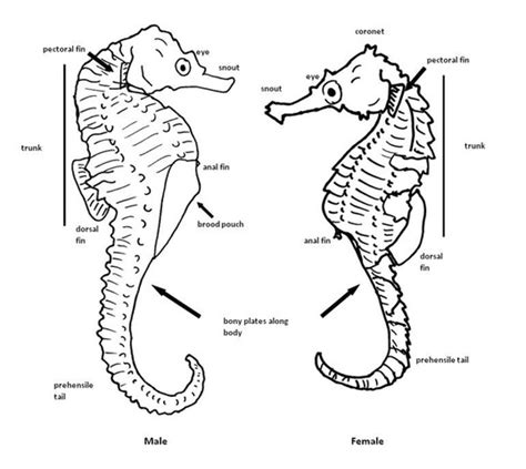 Are seahorses asexual?