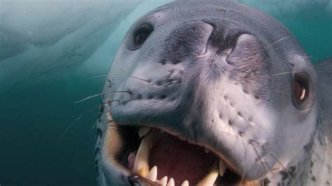 Are seals aggressive to divers?