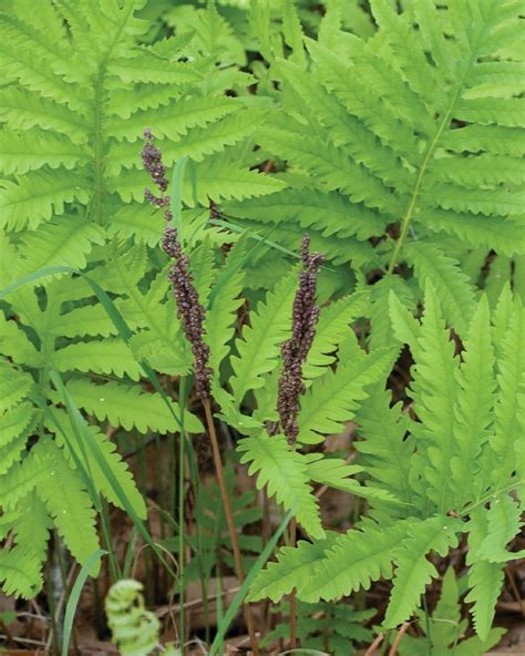 Are sensitive ferns poisonous?