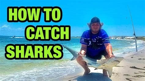 Are sharks hard to catch?