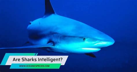 Are sharks intelligent?