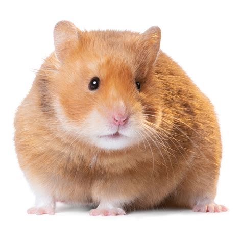 Are short haired hamsters good pets?