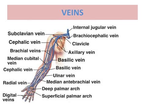 Are shoulder veins hard to get?