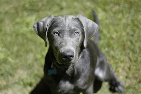 Are silver Lab purebred?