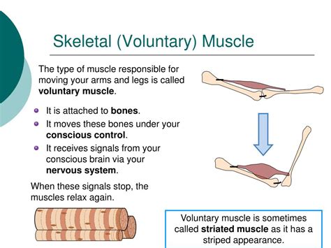 Are skeletal muscles voluntary?