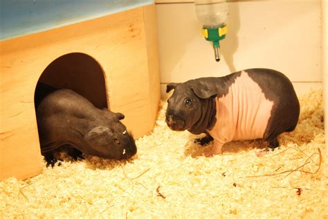Are skinny pigs cuddly?