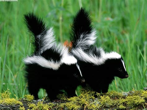Are skunks friendly animals?