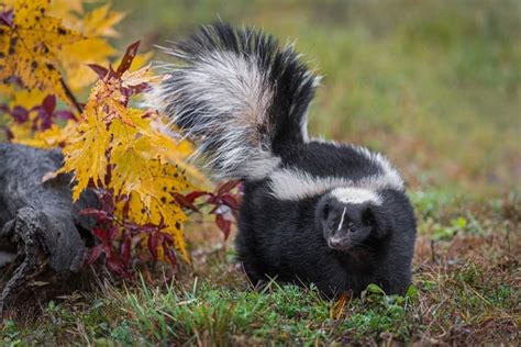 Are skunks friendly pets?