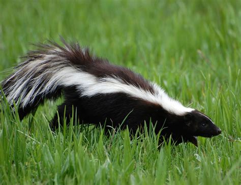 Are skunks gentle?