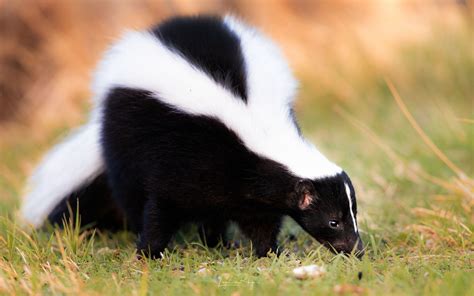 Are skunks like rats?