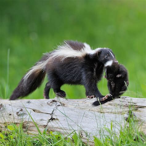 Are skunks only in Canada?