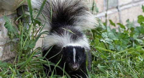 Are skunks toxic?