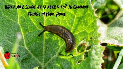 Are slugs attracted to milk?