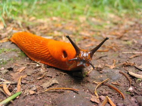 Are slugs blind?
