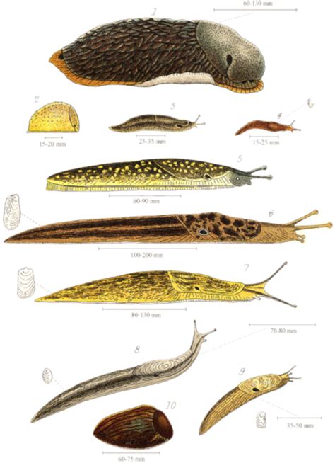 Are slugs full of germs?
