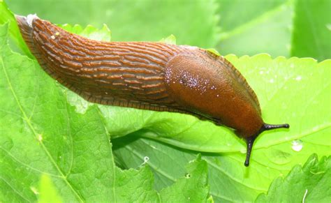 Are slugs harmless?