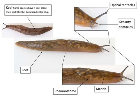 Are slugs only male?