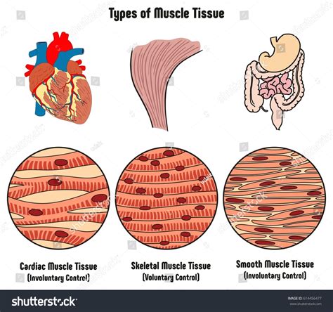 Are smooth and cardiac muscles voluntary?