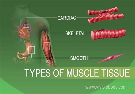 Are smooth muscles the weakest type of muscle?