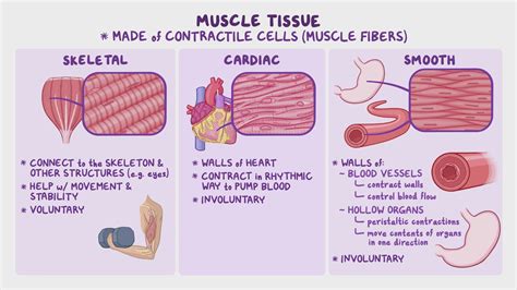 Are smooth muscles voluntary in action?