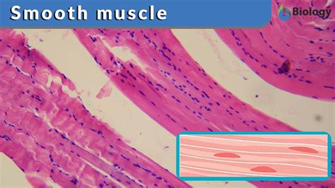 Are smooth muscles voluntary muscle True or false?