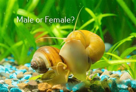 Are snails boy or girl?