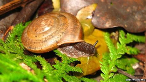 Are snails intersex?