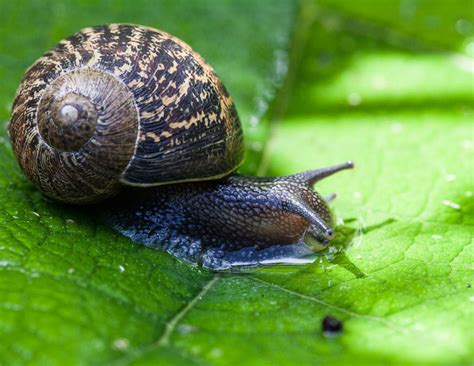 Are snails safe to touch?