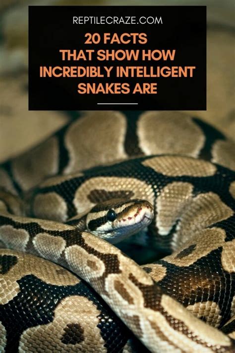 Are snakes intelligent?