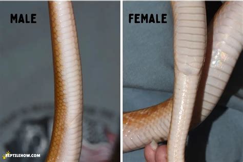 Are snakes sexed?