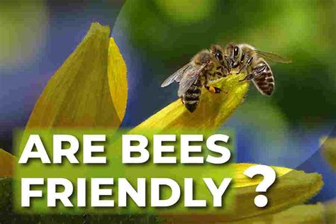 Are some bees friendly?