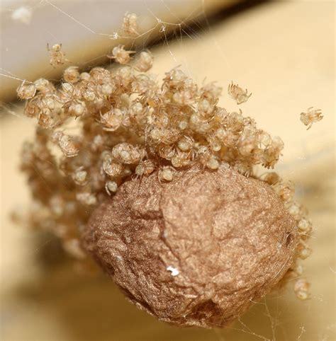 Are spider eggs edible?