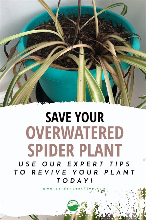 Are spider plants easy to overwater?