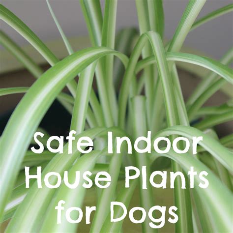 Are spider plants toxic to dogs?