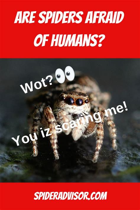 Are spiders afraid of humans?